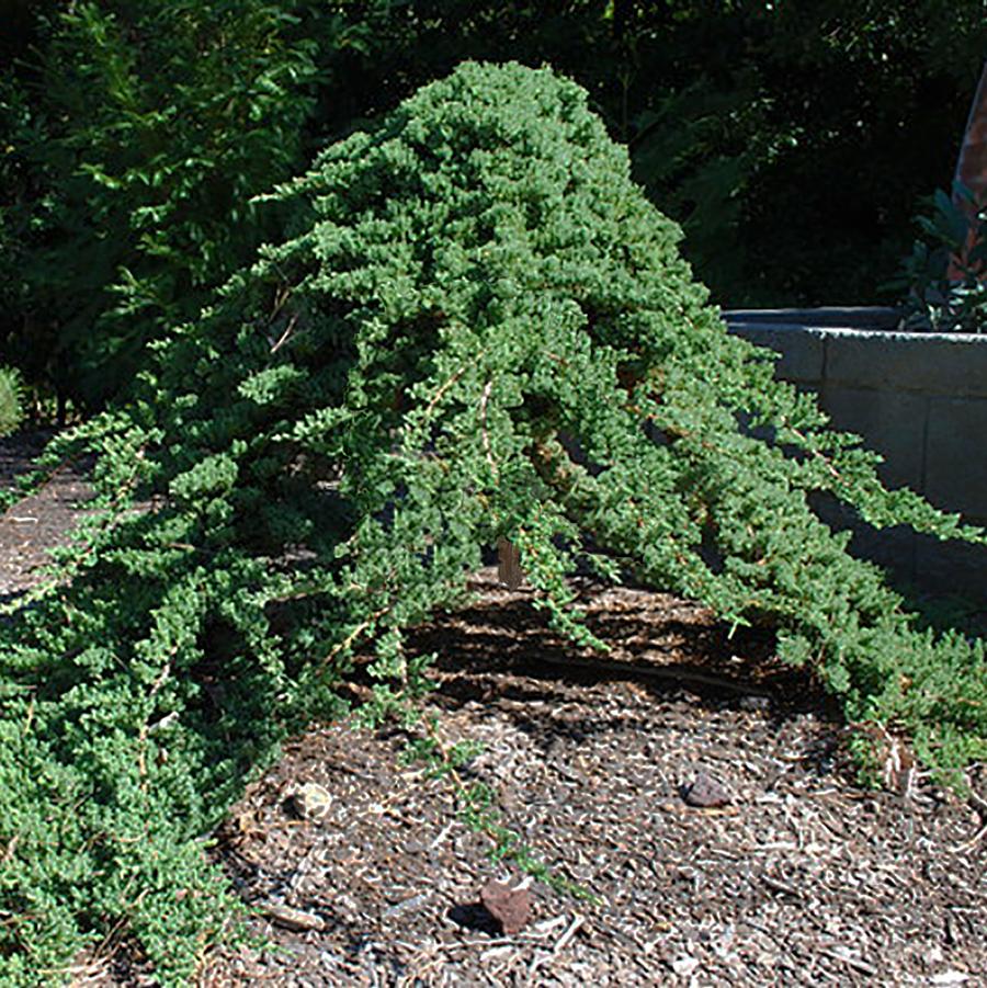 Juniperus procumbens 'Nana' - Japanese Garden Juniper from Willowbrook Nurseries