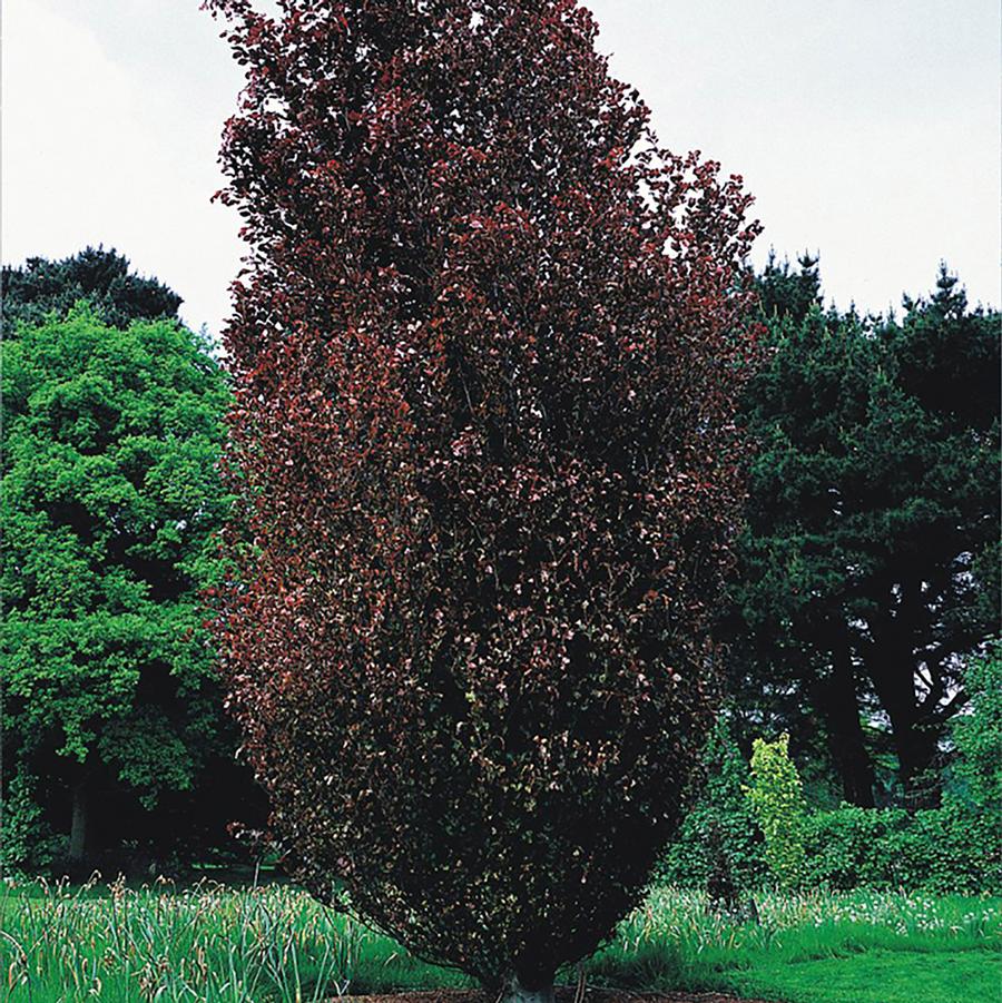 Fagus sylvatica 'Dawyck Purple' - Dawyck Purple Beech from Willowbrook Nurseries