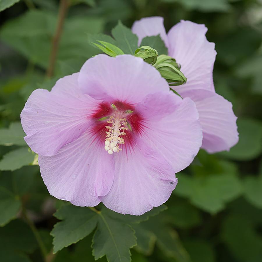 Hibiscus Full Blast®-Standard