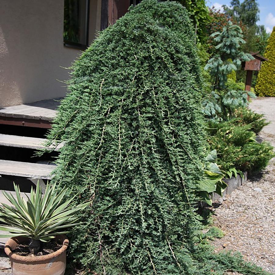 Juniperus horizontalis 'Wiltonii' - Blue Rug Juniper from Willowbrook Nurseries