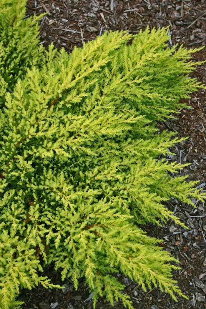 Juniperus chinensis Daub's Frosted