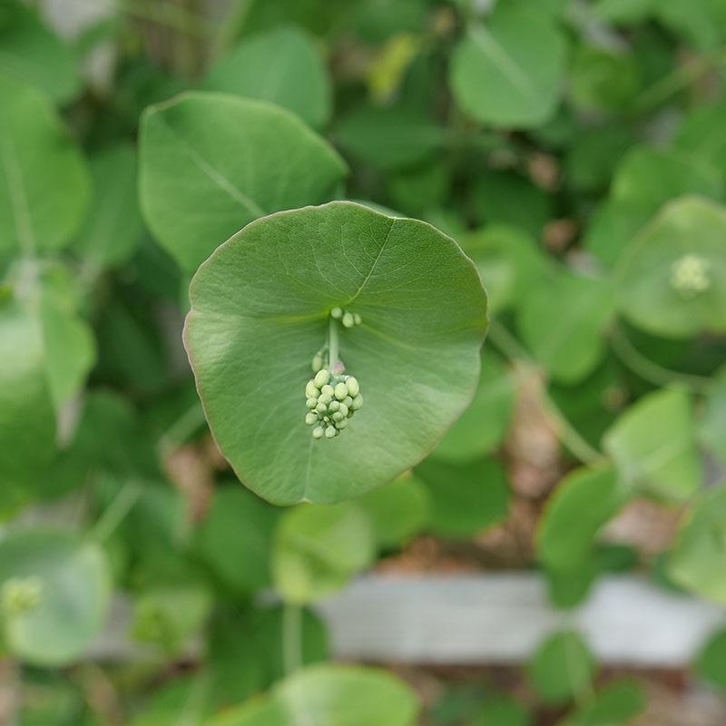 Lonicera reticulata x prolifera 'Kintzley's Ghost®' - Kintzley's Ghost Honeysuckle from Willowbrook Nurseries