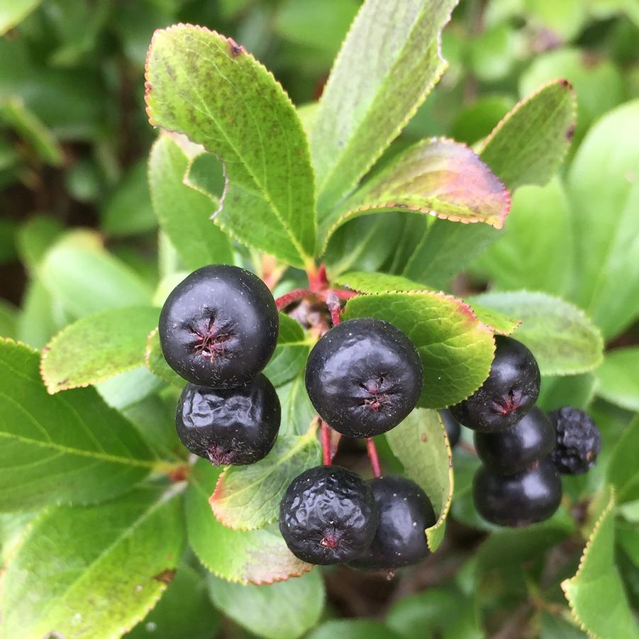 Aronia melanocarpa 'Low Scape Mound®' - Low Scape Mound® Chokeberry from Willowbrook Nurseries