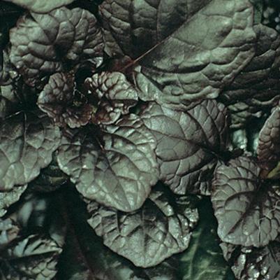 Ajuga reptans Catlin's Giant