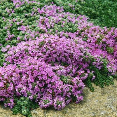 Thymus pseudolanuginosus 