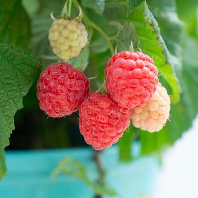 Rubus Bushel and Berry® Raspberry Shortcake®