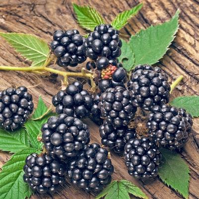 Rubus fruiticosus Navaho