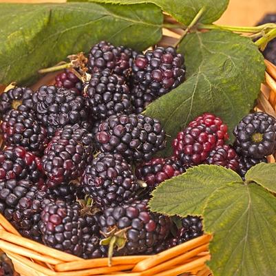 Rubus fruiticosus Triple Crown