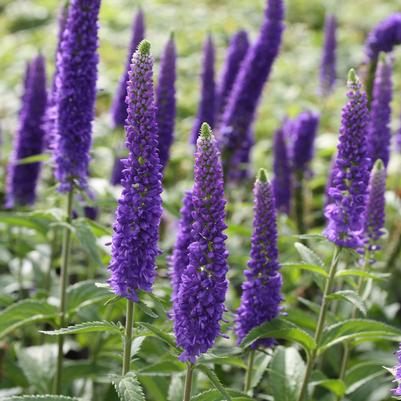 Veronica longifolia First Glory