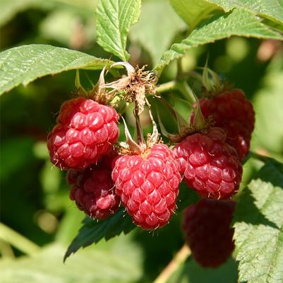 Rubus idaeus Meeker