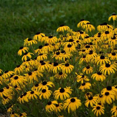 Rudbeckia American Gold Rush