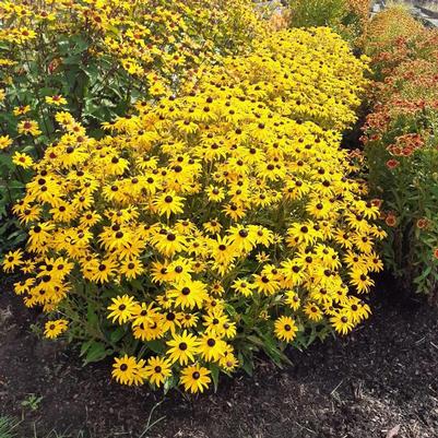 Rudbeckia fulgida var. sulivanttii Goldblitz