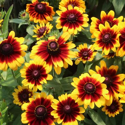 Rudbeckia hirta Toto® Toto Rustic