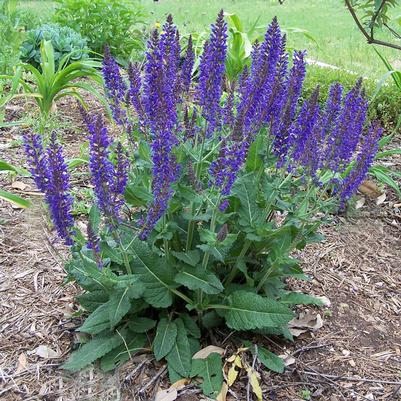 Salvia nemorosa Sallyrosa™ April Night