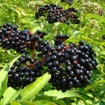 Sambucus canadensis Scotia