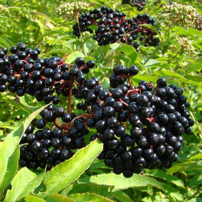 Sambucus canadensis Wyldewood