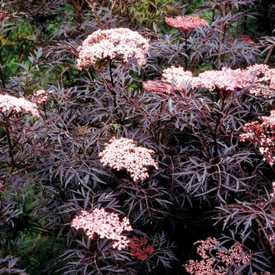 Sambucus nigra Black Lace®