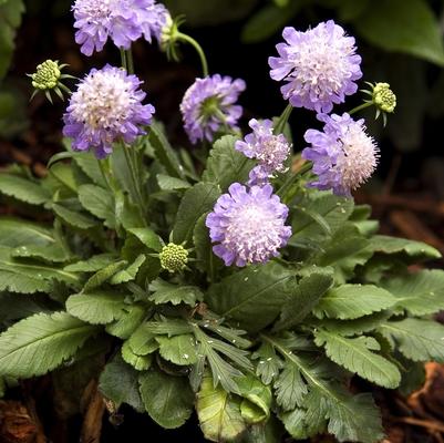 Scabiosa japonica Ritz Blue