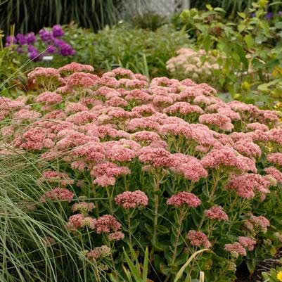 Sedum spectabile Autumn Fire