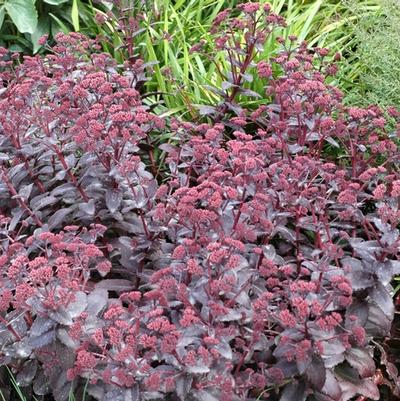 Sedum Purple Emperor