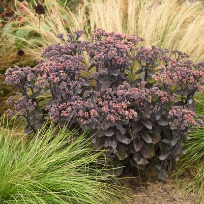 Sedum Rock 'N Grow® Back in Black