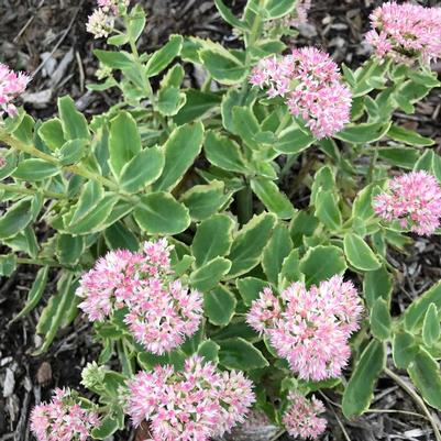 Sedum telephium Frosted Fire