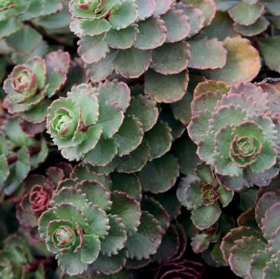 Sedum spurium Dragon's Blood