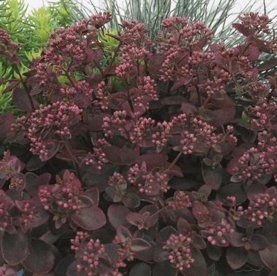 Sedum Sunsparkler® Cherry Tart