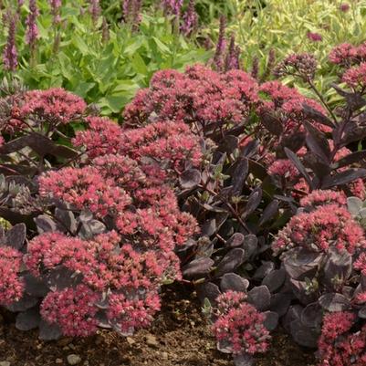 Sedum Sunsparkler® Dazzleberry