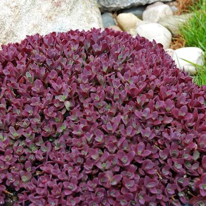 Sedum Sunsparkler® Firecracker