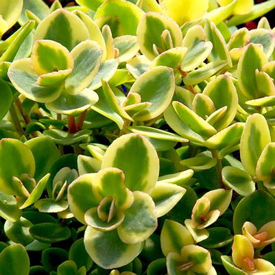 Sedum Sunsparkler® Lime Twister