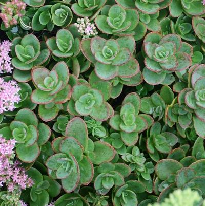 Sedum Sunsparkler® Lime Zinger