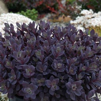 Sedum Sunsparkler® Plum Dazzled