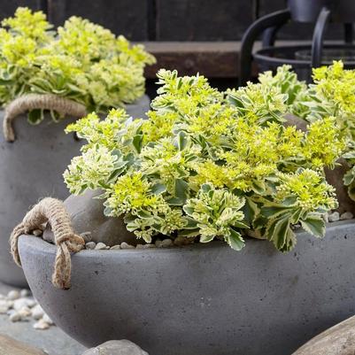 Sedum takesimense Atlantis®