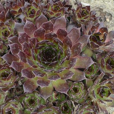 Sempervivum Black