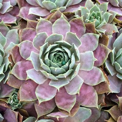 Sempervivum Desert Bloom