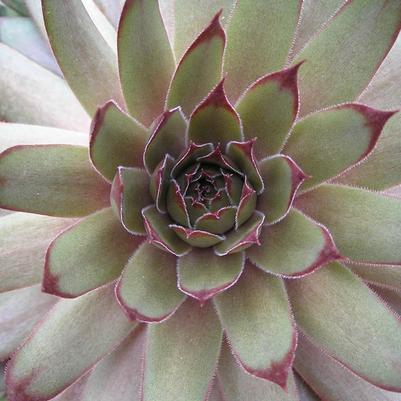 Sempervivum Red Beauty