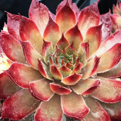 Sempervivum Chick Charms® Butterscotch Baby™