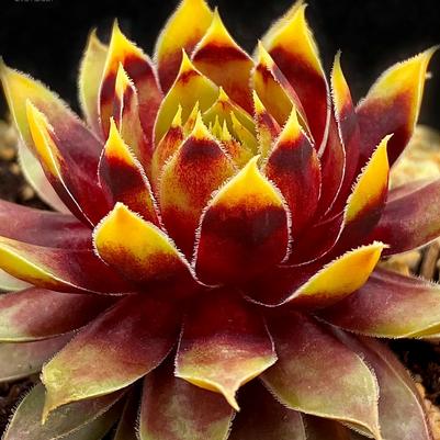 Sempervivum Chick Charms® Gold Rush™