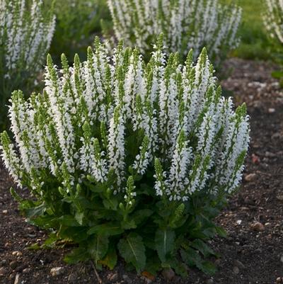 Salvia nemorosa Bumblesnow