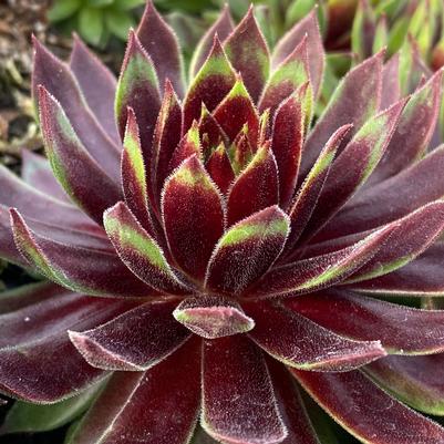 Sempervivum Chick Charms® Mint Chocolate Chip™