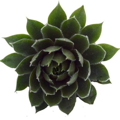 Sempervivum Commander Hay