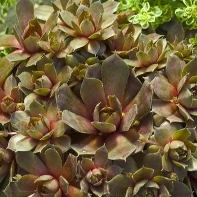 Sempervivum Silverine