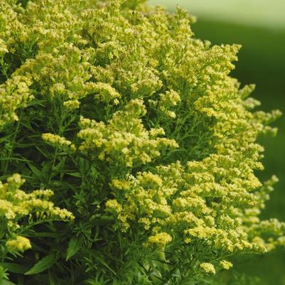 Solidago Little Lemon