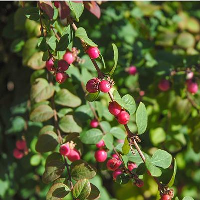 Symphoricarpos x chenaultii Hancock