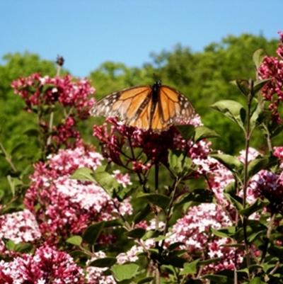 Syringa Bailbelle Tinkerbelle