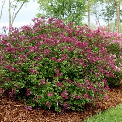 Syringa Bloomerang® Dark Purple