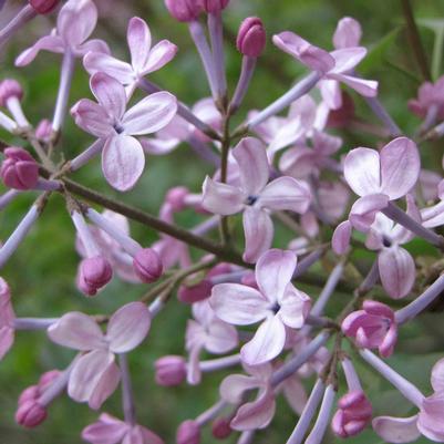 Syringa oblata var. dilatata Cheyenne