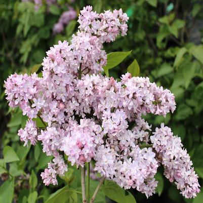 Syringa vulgaris Krasavitska Moskvy