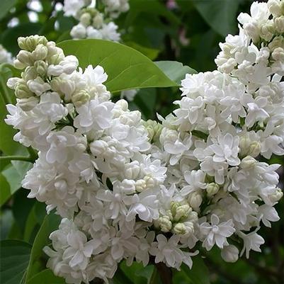 Syringa vulgaris Madame Lemoine